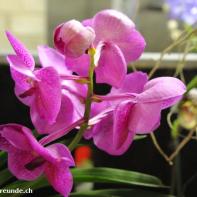 Orchideen Ausstellung in der Orangerie Elfenau 053.jpg